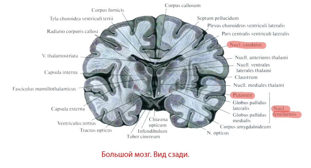 большой мозг, вид сзади
