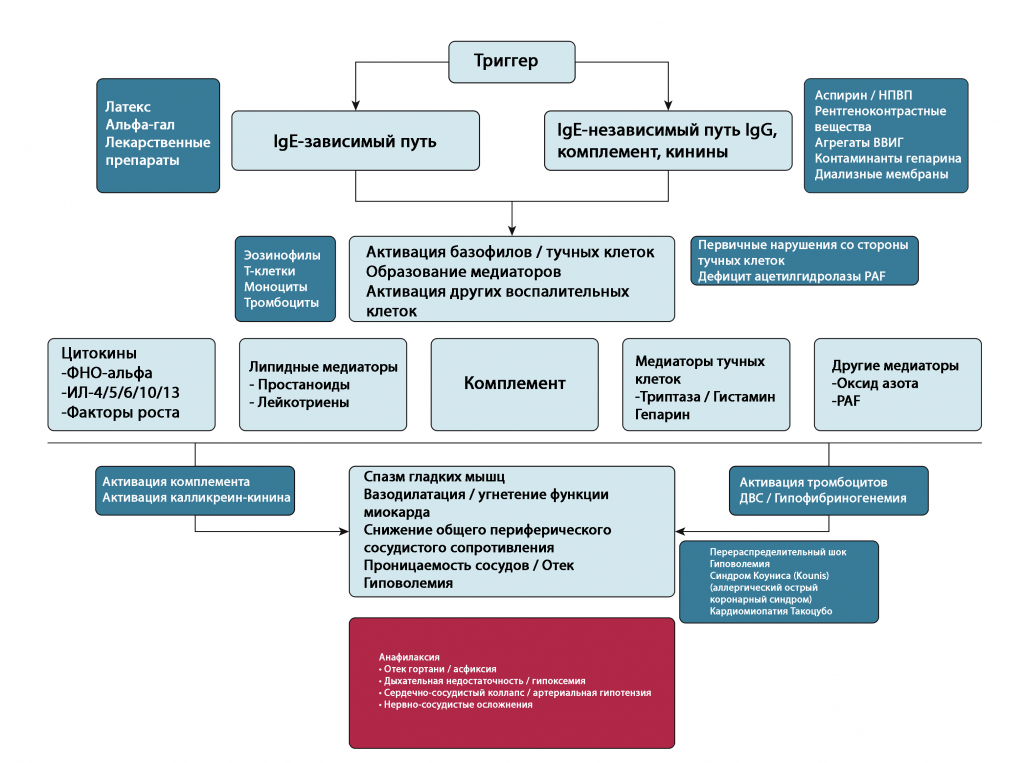 анафилаксия схема