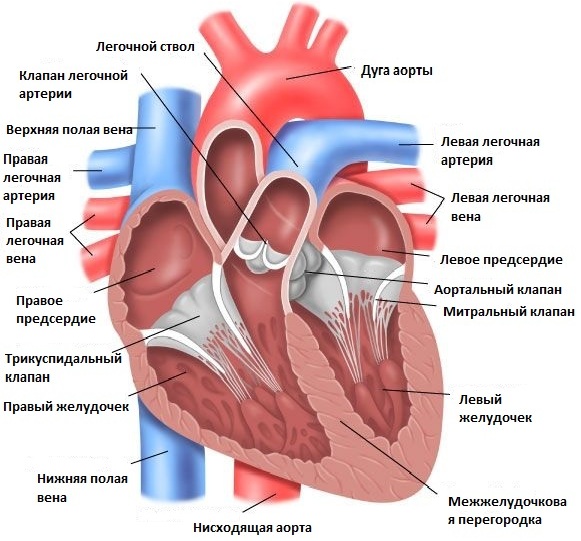 анатомия сердца