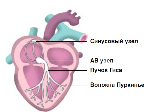 проводящая система сердца