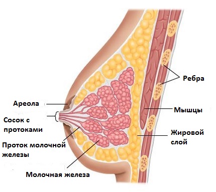 молочная железа