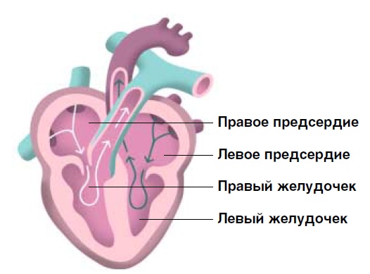 сердце