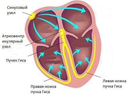 проводящая система сердца