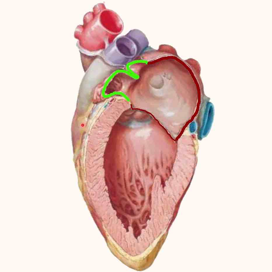 Схема сердца с выделенным ушком левого предсердия. Поясняет, где находится ушко и как оно связано с предсердием.