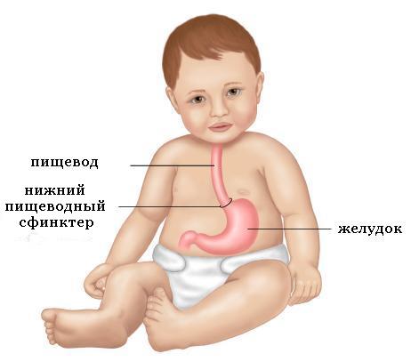 Гастроэзофагеальный рефлюкс, пищевод, желудок, кардия Гастроэзофагеальный рефлюкс, пищевод, желудок, кардия