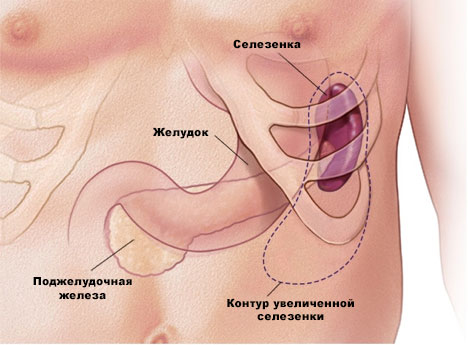 селезенка селезенка