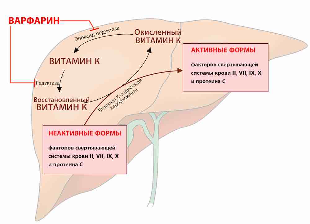 Схема действия варфарина: варфарин блокирует редуктазу витамина K, нарушая активацию факторов свёртывания крови II, VII, IX, X и протеина С. Показаны активные и неактивные формы факторов, цикл витамина K и ферменты печени.