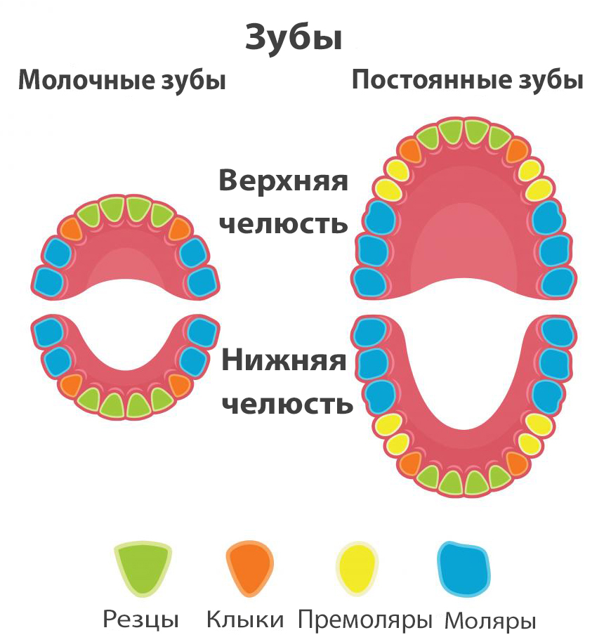 зубы, молочные зубы, постоянные зубы