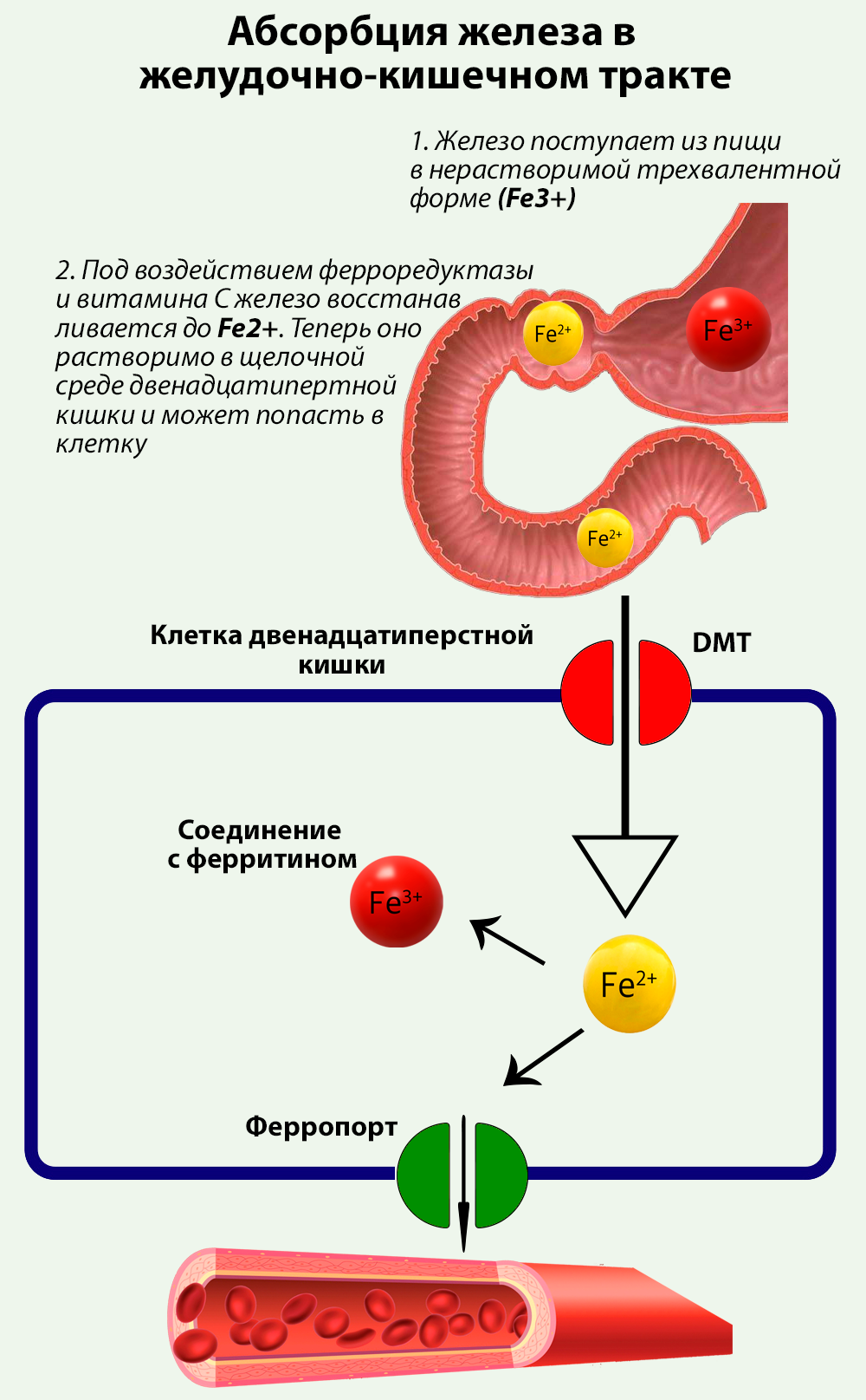 всасывание железа в желудочно-кишечном тракте