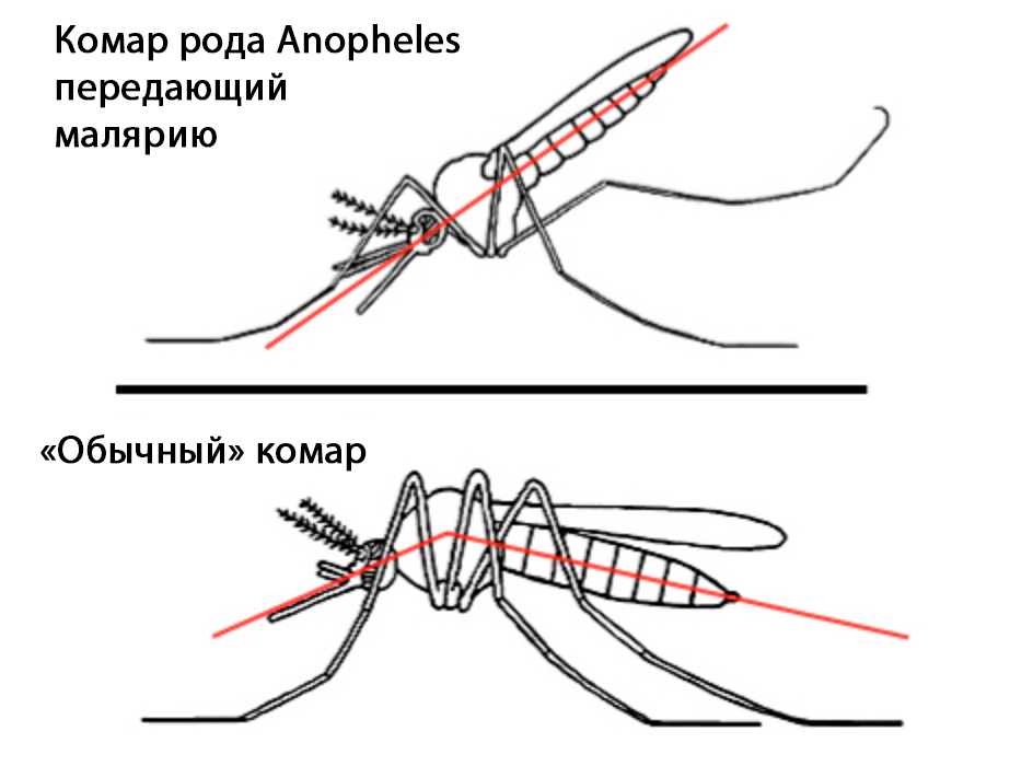 малярия малярия