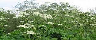 Фотохимические ожоги соком борщевика