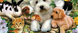 Коронавирус COVID19 и домашние животные