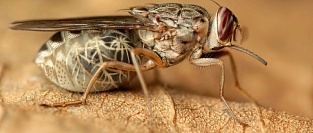 Африканский трипаносомоз (сонная болезнь)