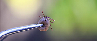 Как правильно удалить клеща