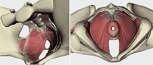 Пролапс гениталий. Об эффективности упражнений для мышц тазового дна