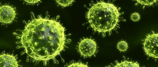 Все о коронавирусах