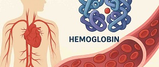 Анализ крови на гемоглобин: нормы и клиническое значение